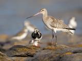 Bar-tailed Godwit - East Point  (photo copyright Laurie Ross)