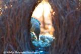 Great Bowerbird at his bower  (photo copyright Marie Holding)