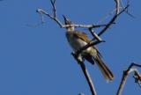 Helmeted Friarbird  (photo copyright Mike Jarvis)