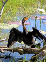 Darter Parry's Lagoon   (photo copyright Ian Morris)