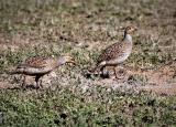 Grey Francolin at Mannar  (photo copyright Rahula Dassenaieke )