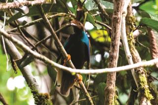 Male Wallace's Standardwing  (photo copyright David Bishop)