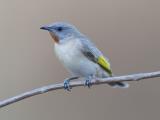 Rufous-throated Honeyeater  (photo copyright Laurie Ross)