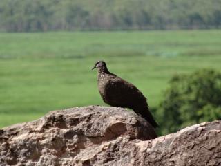 Chestnut-quilled Rock Pigeon at Nadab lookout  (photo copyright Mike Jarvis)