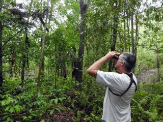 Ian Morris Pitta nest at Riyala  (photo copyright Ian Morris)