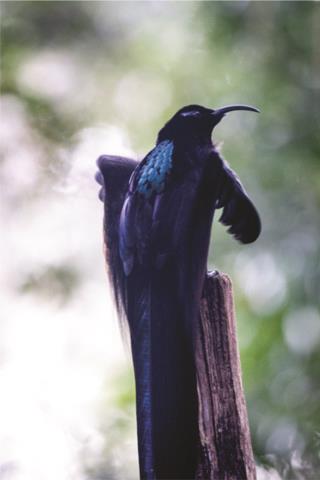 Black Sicklebill  (photo copyright David Bishop)