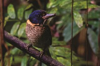 Scaly-breasted Kingfisher  (photo copyright David Bishop)