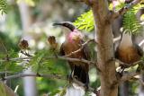 216. Grey-crowned Babbler Pomatostomus temporalis - common and widespread resident, open woodlands, parks and suburbs, these ones are Pine Creek  (photo copyright Rob Gully)