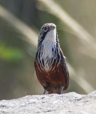 White-throated Grasswren, Arnhem Land Endemic  (photo copyright Mick Jerram)