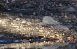 Group of forty-four (count them) Gouldian Finches drinking from a small waterhole near Timber Creek  (photo copyright Mike Jarvis)