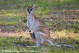 Agile Wallaby mother and joey  (photo copyright Marie Holding)