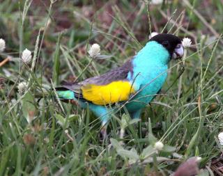 Hooded Parrot at Pine Creek  (photo copyright Stefan Schlick)