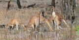 Antilopine Wallaroos  (photo copyright Ian Morris)