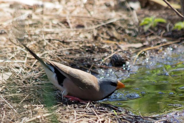 Long-tailed Finch (Poephila acuticauda) - moderately common and widespread resident, woodlands, edge of wetlands and floodplains, parks and gardens. Taken at Rapid Creek  (photo copyright Kay Parkin)