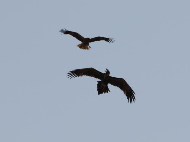 Whistling Kite harassing Wedge-tailed Eagle  (photo copyright Mike Samuel)