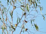 286. Gouldian Finch Erythrura gouldiae - View Profile -rare to uncommon nomadic resident, widespread in southern half of Top End, not seen in Darwin since the early 70's, open woodlands, grasslands, rivers  (photo copyright Caroline Gully)