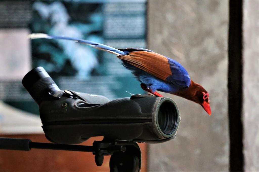 Sri Lanka Blue Magpie on Upali's spotting scope, at Kitulgala Forest  (photo copyright Dr Kishan Pandithage)