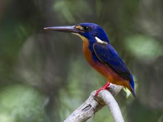 Azure Kingfisher - Howard Springs  (photo copyright Laurie Ross)