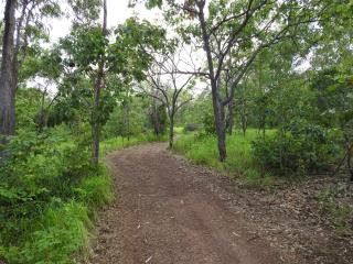 Walk track through Stringybark Trees and Billy Goat Plum Trees  (photo copyright Mike Jarvis)
