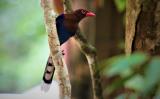 Sri Lanka Blue Magpie at Sinharaja Rainforest  (photo copyright Dr Kishan Pandithage)