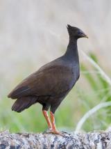 Orange-footed Scrubfowl  (photo copyright Laurie Ross)