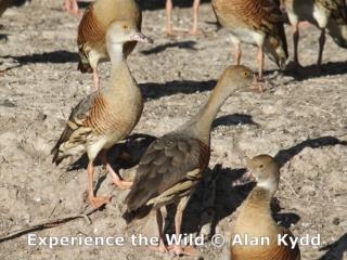 Plumed Whistling-ducks  (photo copyright Alan Kydd)