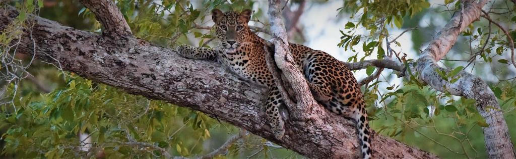 Leopard at Yala National Park  (photo copyright Rahula Dassenaieke )
