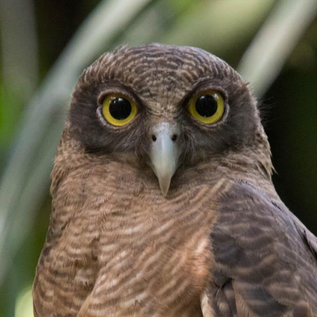 Rufous Owl at Darwin Botanical Gardens  (photo copyright Marg Lacey)