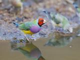 Gouldian (male) - Fergusson River  (photo copyright Laurie Ross)