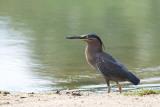 Striated Heron at Buffalo Creek  (photo copyright Andrew Buckle)