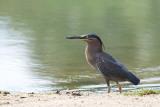 Striated Heron at Buffalo Creek  (photo copyright Andrew Buckle)