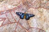 Four O'Clock Moth, so named because it is active during the day, often around 4pm. Taken at Ubirr main gallery, resting on an ancient painting of an Antillopine Wallaroo  (photo copyright Anthony Thompson)