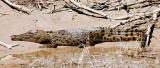 Estuarine Crocodile on the East Alligator River  (photo copyright Frank Taylor)