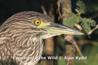 Juvenile Nankeen Night Heron on Yellow Water, Kakadu  (photo copyright Alan Kydd)