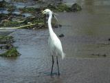 Little Egret Egretta garzetta negripes - moderately common and widespread, estuaries, reefs, wetlands. Taken at Fogg Dam in the wet  (photo copyright Mike Jarvis)