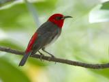 Red-headed Honeyeater - Casuarina Beach  (photo copyright Laurie Ross)