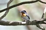 250. Broad-billed Flycatcher Myiagra ruficollis - moderately common resident, coastal and near coastal areas, mangroves, monsoon forest, paperbark woodland  (photo copyright Rob Gully)