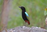 Rainbow Pitta at Burrunggui  (photo copyright Peter McKenzie)