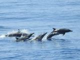 Pan-tropical Spinners near Ashmore Reef  (photo copyright Mike Jarvis)