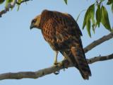 Young male Red Goshawk. One of Australia's rarest raptors, last estimate only 1400 birds in the wild and declining  (photo copyright Mike Jarvis)