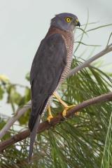 Collared Sparrowhawk - Darwin  (photo copyright Laurie Ross)