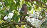 Eric the Brown Goshawk  (photo copyright Ian Morris)