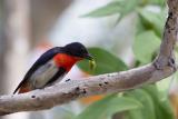 Mistletoebird  (photo copyright Kay Parkin)