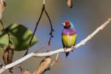 Gouldian Finch on Bullita Road near Timber Creek  (photo copyright Maree Hanrahan)