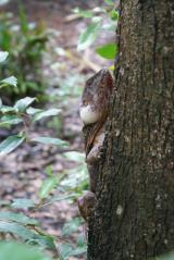 Frilled Lizard  (photo copyright Mike Jarvis)