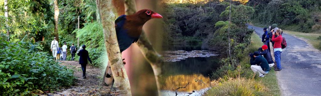 Birding in the jungle at Sinharaja Forest, Blue Magpie, Birding at Horton Plains  (photo copyright Dr Kishan Pandithage)