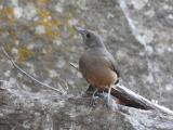 Sandstone Shrike-thrush  (photo copyright Mike Jarvis)