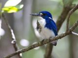 Little Kingfisher (Ceyx pusilla) - uncommon resident, streams and pools in monsoon forest and mangroves, densely vegetated wetlands, rivers and creeks - This one was nesting at Casuarina Beach, Darwin  (photo copyright Laurie Ross)