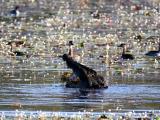 Eastuarine Croc eating a fish at Anbangbang Billabong. Wandering Whistling-ducks have seen it all before...  (photo copyright Caroline Gully)