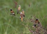 Chestnut-breasted and Yellow-rumped Mannikins near Timber Creek  (photo copyright Mick Jerram)